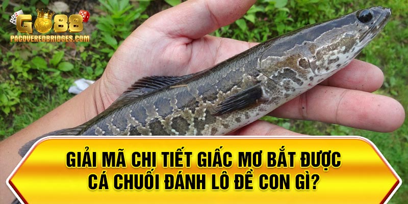 Chi Tiết Giấc Mơ Bắt Được Cá Chuối Đánh Lô Đề Con Gì